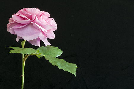 pink petaled lfower thumbnail