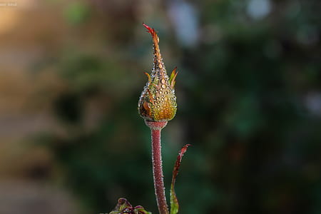 Shallow Focus Photography of Multicolored Flower thumbnail
