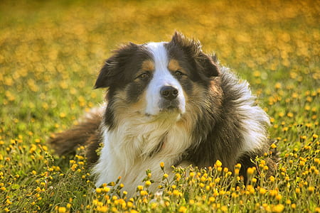 dog on garden flower thumbnail