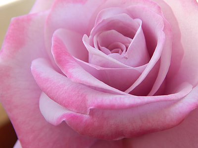 close up photo pink Rose flower thumbnail