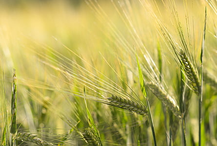 selective focus photography of oats thumbnail