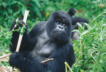 gorilla lying on grass thumbnail