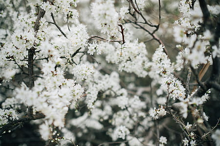 white petaled flower thumbnail