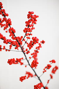 closeup photography of red seeds thumbnail
