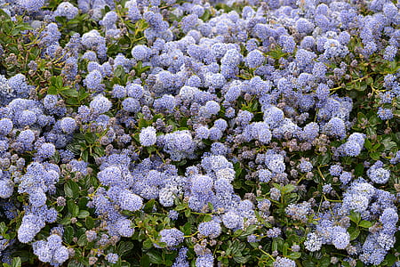 Purple Petaled Flower thumbnail