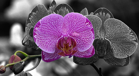 selective color photo of pink moth orchid thumbnail