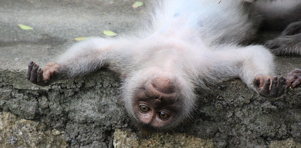 gray monkey lying on the floor thumbnail