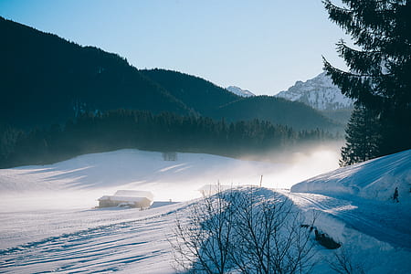 brown house on snow near pine trees at daytime thumbnail