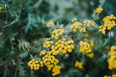 closeup photography of yellow basket of gold flowers thumbnail
