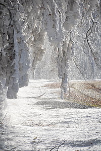 snow covered trees during daytime thumbnail