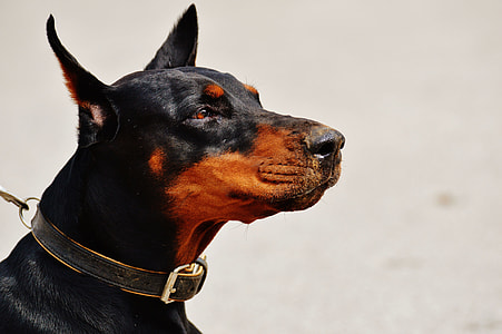 closeup photo of black and tan Doberman Pinscher thumbnail