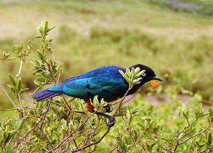 Black and Blue Bird thumbnail