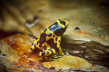 black and yellow frog on stone thumbnail