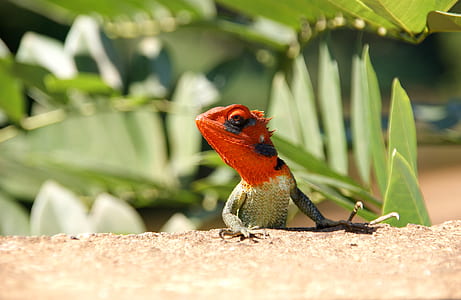 red and brown iguana on ground thumbnail