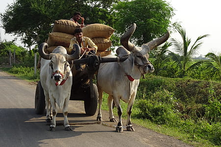man riding on trailer thumbnail