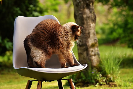 cat standing on chair near tree thumbnail