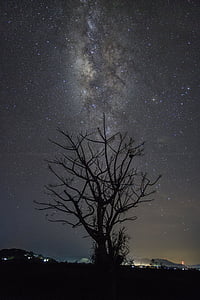 silhouette of bare tree under clear night sky thumbnail