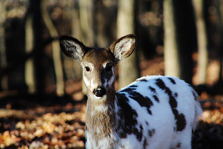 macro shot photography of brown and white deer thumbnail