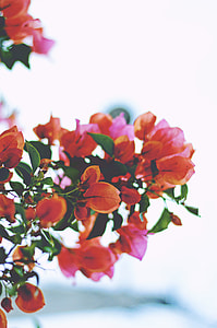 orange and pink bougainvillia flower thumbnail
