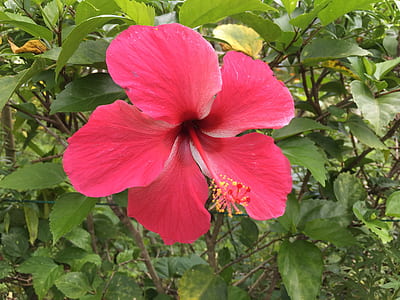 close-up photo of pink hibiscus flower in bloom thumbnail
