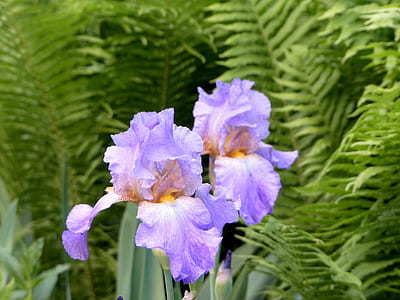 purple flowers thumbnail