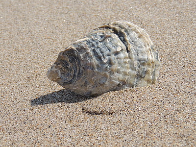 beige seashell on sand thumbnail
