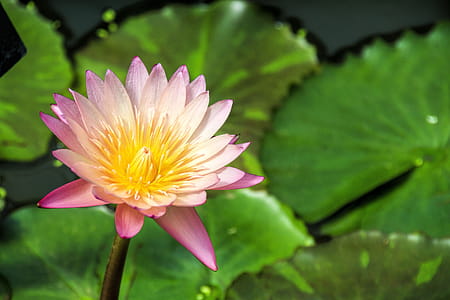 Nymphaea - tropic Sunset. thumbnail