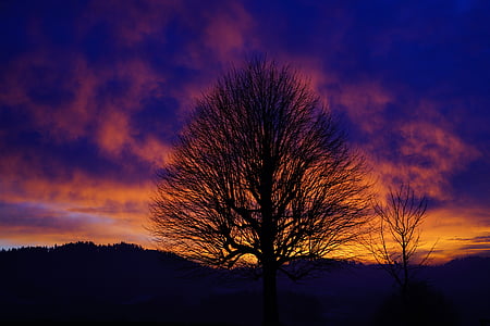 silhouette photograph of bare tree during sunset thumbnail