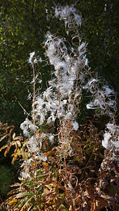 Fireweed, Chamerion Angustifolium thumbnail