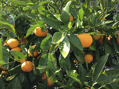 Orange, Green thumbnail