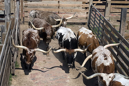 brown and white buffalo during daytime thumbnail