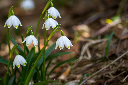 selective focus photography of white snowdrop flower thumbnail