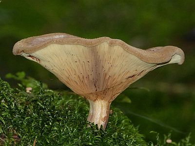 brown mushroom near grass during daytime thumbnail