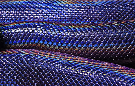 closeup photo of purple and brown snake thumbnail