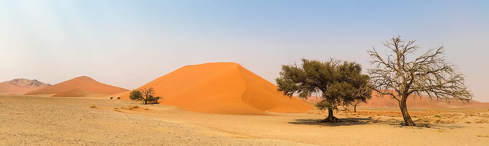 photo of green trees on desert during daytime thumbnail