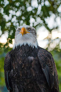 Bald Eagle, Haliaeetus Leucocephalus thumbnail