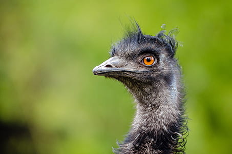 selective focus photo of gray ostrich thumbnail