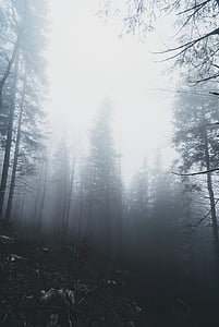 photo of forest with fogs thumbnail