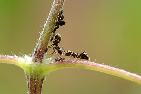 ants on stem thumbnail