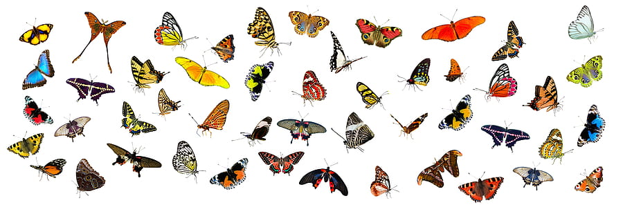 assorted-color butterfly lot thumbnail