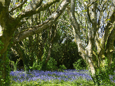 purple glory of the snow flowers on forest surrounded by trees thumbnail