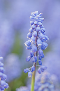 selective focus photography of purple flower buds thumbnail