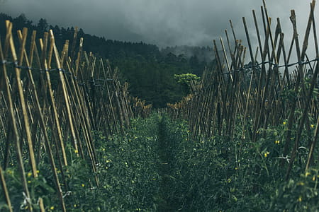 Gray Nimbus Clouds over Farm Field thumbnail