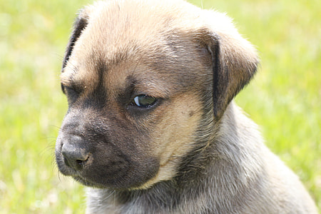 closeup view tan puppy thumbnail