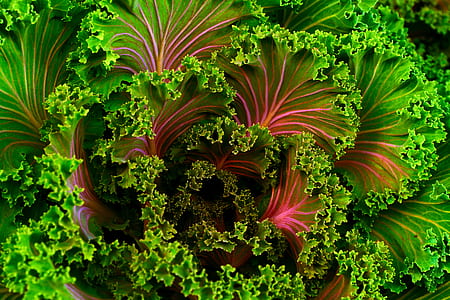 macro photograph of green plant thumbnail