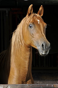 brown horse photo thumbnail
