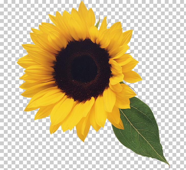 Stock photography , Sunflower with Leaf , sunflower with green leaves PNG clipart