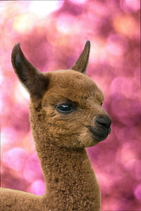 brown animal thumbnail