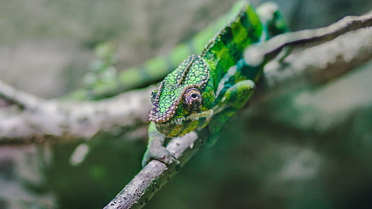 selective focus photo of green iguana thumbnail