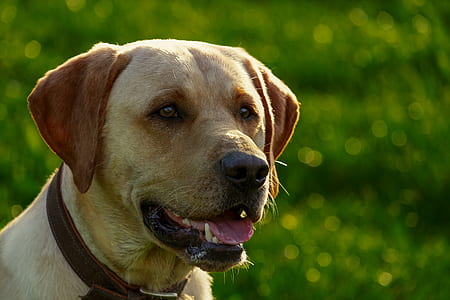short-coated tan dog thumbnail